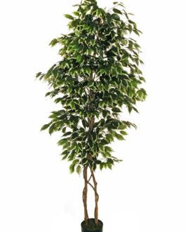 FICUS BENJAMIN PLANT H180CM  W/1176 LVS