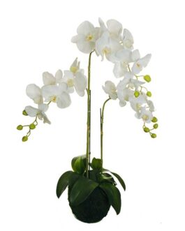 PHALAENOPSIS R.T.PLANT WHITE