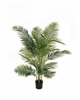 ARECA PALM PLANT 170CM W/20 R.T GREEN