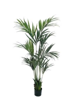 KENTIA PALM PLANT 190CM GREEN