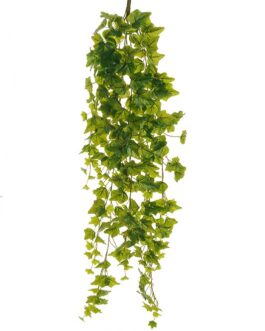 IVY HANGING BUSCH X8 W/248 R.T.LVS