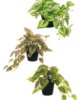 MINI HANGING PLANTS ASSTD