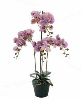 BIG REAL TOUCH PHALAENOPSIS ORCHID
